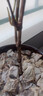 藍寶石葡萄樹(shù)苗盆栽矮化不爬藤南北方易種植當年結果室內外包成活 111cm(含)-140cm(含) 活動(dòng)結果苗【限購一顆】2年苗【1 曬單實(shí)拍圖