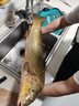 GW光威魚(yú)竿劍手至尊7.2米強韌28調綜合大物竿超輕超硬高碳素臺釣竿 曬單實(shí)拍圖