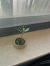 八芽海島羅漢松指尖微型盆栽桌面小綠植迷你拇指好養(yǎng)植物源頭直發(fā)包郵 竹柏-陶瓷小茶罐盆-竹底托-鋪面石 陶瓷盆-帶盆栽好 曬單實拍圖