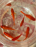 閩江（minjiang）魚缸水族箱潛水泵增氧循環(huán)抽水魚缸增氧二合一原裝水泵 NS980（35W） 曬單實拍圖