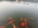 沐唯（muvi）抽油煙機排煙管煙道排氣管止逆閥伸縮鋁箔管止回閥排風(fēng)管 曬單實拍圖