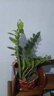 金錢樹(shù)盆栽植物室內(nèi)陽(yáng)臺(tái)花卉客廳大小型綠植喬遷新居植物h 金錢樹(shù)30-50cm（家和萬(wàn)事興盆） 曬單實(shí)拍圖