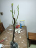 無花果樹苗果樹苗木波姬紅盆栽地栽南方北方種植果樹苗當(dāng)年結(jié)果 波姬紅2cm粗【當(dāng)年結(jié)果】99%喜歡 曬單實拍圖