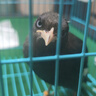 鉑吶苓鳥籠鸚鵡鳥籠子鳥窩八哥玄鳳虎皮鸚鵡籠雞籠蘆丁雞專用飼養(yǎng)箱 黑色-含托盤+食盒x2+站桿+飲水器 中號40x30x30cm 曬單實拍圖