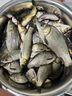 百誘大師泥鰍餌料釣魚專用魚餌活餌夏季野釣通殺鯽鯉鯽魚鯉魚草魚餌料 買二送一【比泥鰍蚯蚓好用】 曬單實拍圖