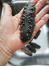 榭巢金選大連即食海參500g 野生遼參 獨立包裝抽真空 高檔白金級 大連即使海參9-11頭/斤禮盒裝 1盒 曬單實拍圖