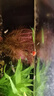 墨一黑殼蝦除藻蝦鮮活觀(guān)賞蝦清潔草蝦淡水活體櫻花蝦極火蝦耐活冷水蝦 黑殼蝦30+20只+蘋(píng)果螺10只 曬單實(shí)拍圖