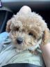 純種泰迪犬馬爾泰幼崽寵物狗狗茶杯犬黃白色香檳泰迪小型 寵物級(jí) 公 曬單實(shí)拍圖