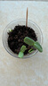 IAM City Farmer向日葵兒童種植盆栽種子學生植物觀察窗發(fā)芽生長趣味diy植物10033 曬單實拍圖
