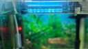 森森（SUNSUN）魚(yú)缸燈led燈照明燈變色LED水族箱造景燈龍魚(yú)燈潛水燈 【5W光之白】28cm長(zhǎng) 適合35-45缸 曬單實(shí)拍圖