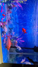 錦鯉魚金魚活魚黃金鯉黑錦鯉紅色魚白錦鯉小型耐活好養(yǎng)冷水蝴蝶鯉 10-12cm黑白紅黃四色6條 曬單實(shí)拍圖