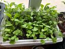 北蔬 朝天椒苗簇生大果帶土發(fā)貨蔬菜苗 簇生朝天椒苗6棵源頭直發(fā)包郵 曬單實(shí)拍圖