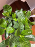 獨(dú)桿棒棒糖梔子花帶花苞四季開花濃香型庭院盆栽客廳陽臺(tái)花卉好養(yǎng) 獨(dú)桿棒棒糖大葉梔子70-90高（開花超爆)原土發(fā)貨 曬單實(shí)拍圖