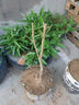 石榴樹(shù)苗突尼斯軟籽石榴苗大紅袍蒙陽(yáng)紅盆栽地栽嫁接果樹(shù)苗木 石榴3年苗【優(yōu)質(zhì)壯苗】 曬單實(shí)拍圖