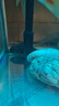 觀賞魚魚苗清道夫糞便盤便宜熱帶工具容易飼養(yǎng)清潔魚缸清道 10-12cm清道夫1只女王1只 曬單實拍圖