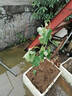 CHUANGSHIJI黃蜜香葡萄苗 超早熟無(wú)核果樹(shù)苗 盆栽地栽爬藤無(wú)籽葡萄樹(shù)苗當年掛 5年苗【當年結果】 80cm(含)-89cm(含) 曬單實(shí)拍圖