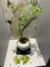 植男植女天堂鳥盆栽客廳室內(nèi)好養(yǎng)大型落地綠植辦公室大葉鶴望蘭源頭直發(fā) 曬單實(shí)拍圖