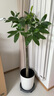 植男植女發(fā)財樹客廳大型盆栽室內(nèi)真綠植好養(yǎng)落地辦公室開業(yè)招財樹源頭直發(fā) 曬單實拍圖