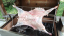 谷開元寧夏灘羊肉 整只20斤烤全羊火鍋燒烤食材 中秋禮盒 源頭直發(fā) 曬單實拍圖