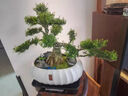 潮裕盆景黃楊盆景精品矮霸老樁造型真樹(shù)室內花卉綠植盆栽客廳陽(yáng)臺玄關(guān)擺件 黃楊盆景83 帶盆栽好 曬單實(shí)拍圖