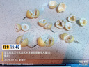 廣西黃金百香果新鮮水果 百香果應(yīng)當(dāng)季水果現(xiàn)摘時(shí)令水果整箱 20個(gè) 單果 30g以下 曬單實(shí)拍圖