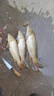 中逵酒米打窩米野釣鯽魚(yú)窩料冬季麝香中藥酒碎米老壇發(fā)酵細(xì)米魚(yú)餌 麝香（紅碎米） 曬單實(shí)拍圖