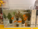 瘋狂水草魚(yú)缸造景水草水培綠植養魚(yú)水草綠菊種植環(huán)魚(yú)缸套餐d 源頭直發(fā)包郵 曬單實(shí)拍圖