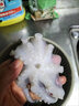 冰凌橙夏 八爪魚(yú)鮮活冷凍去牙去內臟小八爪魚(yú)長(cháng)腿國產(chǎn)章魚(yú)海鮮水產(chǎn)生鮮 三去八爪魚(yú) 3斤(凈重)  無(wú)冰衣 大規格10頭/斤 曬單實(shí)拍圖