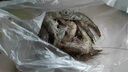 鮮馳 蝦 青島大蝦 基圍蝦鮮活青蝦白蝦海蝦對蝦冰蝦凍蝦生鮮 蝦類(lèi)海鮮 氣凍大蝦 3斤(凈重)  11-13cm【單只凍 無(wú)冰衣】 曬單實(shí)拍圖