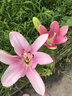 香水百合種球四季開花盆栽帶花苞進(jìn)口重瓣百合花球種子花苗鮮花卉 香水百合混色5球不含盆土 曬單實(shí)拍圖