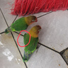 牡丹鸚鵡活體寵物鳥鸚鵡黃桃綠桃玄鳳小太陽(yáng)和尚手養(yǎng)可說話虎皮 愛情鳥兩只（公母?jìng)渥ⅲ?曬單實(shí)拍圖