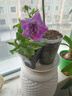 逸棵重瓣矮牽?；缗柙运募痉N陽(yáng)臺庭院牽?；p瀑布淡紫花卉 二重唱淡紫 小苗1株 曬單實(shí)拍圖
