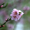 【全網(wǎng)低價】國譽(KOKUYO)B5活頁紙Campus活頁本替芯筆記本子活頁紙內(nèi)頁 5mm方格 50張/本 1本 WCN-CLL1514N 曬單實拍圖