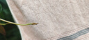 豬籠草捕蠅草大號(hào)盆栽食蟲植物夏季室內(nèi)奇趣兒童綠植吊盆 豬籠草大號(hào)6-10籠子【1盆2顆】 曬單實(shí)拍圖