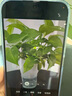 華為（HUAWEI）nova 14 鴻蒙智能手機(jī)AI智慧場(chǎng)景輔助100W超級(jí)快充學(xué)生機(jī)【華為官方授權(quán) 正品速發(fā)】 凝霜白 12GB+256GB 官方標(biāo)配 曬單實(shí)拍圖