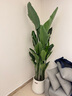 臨雅天堂鳥盆栽室內(nèi)客廳大型綠植辦公室大葉植物花卉鶴望蘭去甲醛新房 天堂鳥1.5-1.6米+米白聚福盆 曬單實拍圖
