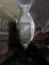 久巖 新關(guān)東魚(yú)鉤成品綁好子線(xiàn)雙鉤套裝黑坑鯽魚(yú)鯉魚(yú)鰱鳙大物無(wú)刺魚(yú)鉤 80cm新關(guān)東無(wú)刺【鉤4+3.5 鉤5+4.0】 曬單實(shí)拍圖