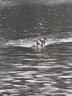 小米15 國(guó)家補(bǔ)貼 徠卡光學(xué)Summilux高速鏡頭 驍龍8至尊版移動(dòng)平臺(tái) 16+512 白色 5g手機(jī)國(guó)補(bǔ) 曬單實(shí)拍圖