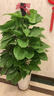 臨雅新房除甲醛大葉綠蘿柱盆栽客廳大型綠植辦公室內凈化空氣好養植物 綠蘿柱1.3-1.4米[鉆石盆帶輪子] 曬單實(shí)拍圖