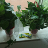 長藤綠蘿垂吊綠植室內(nèi)吊蘭吸甲醛凈化空氣綠植盆栽稀有綠蘿盆栽 【盆口直徑16厘米】長藤白盆綠2盆送肥料 曬單實拍圖