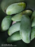 廣西百色田東桂七芒果9斤新鮮熱帶水果青皮桂7香芒當(dāng)季現(xiàn)摘整箱 9斤 精選大果【單果200-250g】 曬單實拍圖