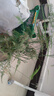 文竹苗綠植盆景四季常青包活好養(yǎng)發(fā)財樹綠蘿室內外綠植花卉盆栽 小文竹【15-20高】5份 含盆 曬單實拍圖