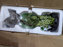 開時果 正宗清香胡椒木盆栽 辦公室內(nèi)桌面植物驅(qū)蚊草綠植源頭直發(fā)包郵 【熱銷款】舍得紫砂盆+苔蘚+圓形底托 曬單實拍圖