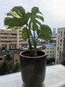 妙普樂(lè)高檔景德鎮(zhèn)龜背竹專用陶瓷花盆特大號(hào)歐式大號(hào)大花蕙蘭客廳落地天 A015午夜藍(lán)大號(hào)(塑料托盤) 陶瓷 曬單實(shí)拍圖