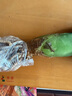 雅卉君子蘭盆栽精品綠植花卉植物室內(nèi)圓頭和尚帶花苞大苗當(dāng)年開(kāi)花 精品君子蘭7-9片葉子+生根粉 不含盆 曬單實(shí)拍圖