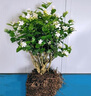凝慧茉莉花盆栽老樁白茉莉庭院陽(yáng)臺(tái)室內(nèi)外栽種四季花卉濃香茉莉花苗 老樁白茉莉12年苗 曬單實(shí)拍圖
