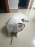 日本貓玩具發(fā)聲小老鼠毛絨仿真電動(dòng)老鼠耐抓耐咬叫叫鼠逗貓玩具自 3只老鼠(觸碰發(fā)聲) 只會(huì)叫不會(huì)跑 曬單實(shí)拍圖