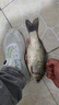 漁之源 新款魚護野釣專用新型釣魚網(wǎng)兜黑坑活魚袋漁護小魚戶涂膠防掛 25cm 2m   【野釣推薦】多功能魚護-送擋針 曬單實拍圖