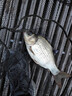 漁巔峰漁巔峰F1-6系列黑坑競(jìng)技桿鯽魚鯉魚鰱鳙大物魚竿超輕硬飛磕飛抄桿 3.9m 漁巔峰 F2(5H)87克 曬單實(shí)拍圖