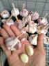 康田匯陜西新鮮大蒜頭現(xiàn)挖新蒜紫皮大蒜批發(fā)鮮蒜紅皮蒜糖醋干蒜 2-2.5斤單果40-50mm凈重1.6斤 源頭直發(fā) 曬單實拍圖